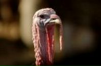 Фотография Кондратюк Анастасии