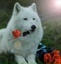 Фотография Умновой Олечки