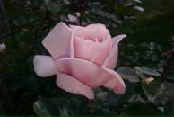 Фотография Наталии Наталии