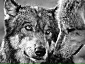 Фотография Яшина Миши