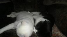 Фотография Павликова Павла