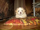 Фотография Торлоповой Людмилы