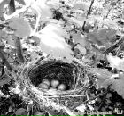 Коля Шаївський фотография #12 (источник - https://vk.com/id64329559)