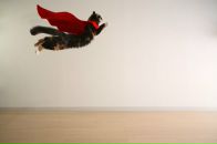 Фотография Летающего Лося