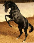 №9, Мурик Кубинец, 45 лет, Нальчик №9, Мурик Кубинец, 45 лет, Нальчик