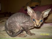 Фотография Оганисян Инны