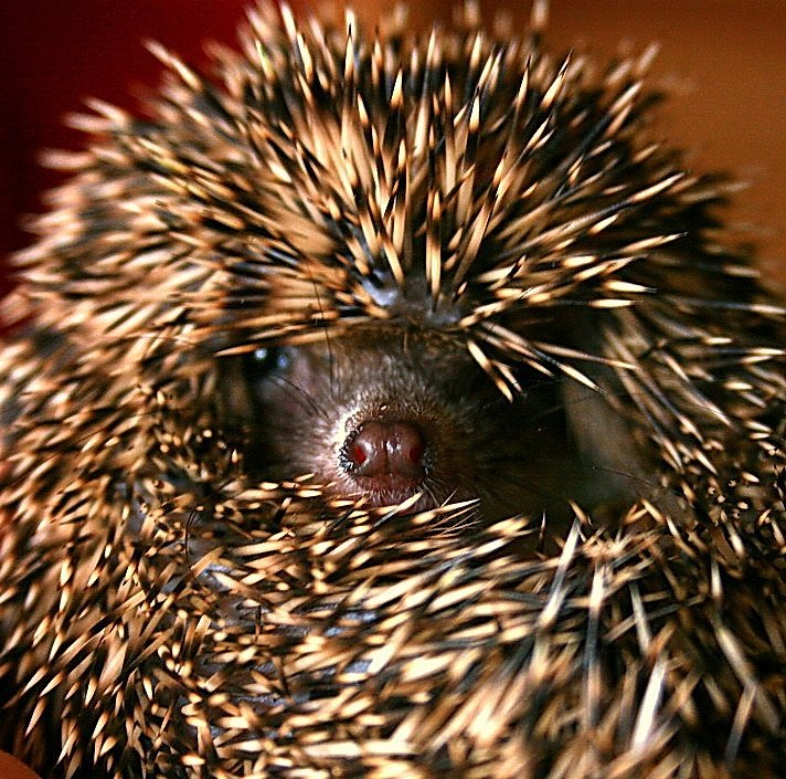 Andrei Knel фотография #14