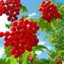 Οлеся Κузнецова фотография #7 (источник - https://vk.com/id121770634)