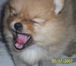 Фотография Вдовиной Анжелики