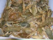 Фотография Чернасова Антона