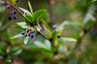 Дмитрий Арсентьев фотография #13 (источник - https://vk.com/id239494)