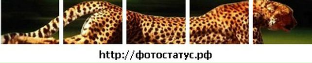 Сабріна Алієва фотография #22 (источник - https://vk.com/id140458033)