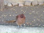 Фотография Vanhorn Gilbert