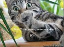 Андрій Львов фотография #47 (источник - https://vk.com/id28441248)