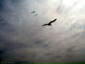 Фотография Брегман Марии