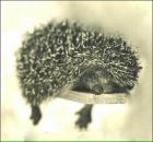 Фотография Ikrinka Иришки