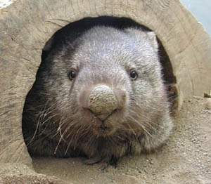 №9, Ярослав Осмыслительный №9, Ярослав Осмыслительный