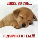 Зевс Вівчарка фотография #23 (источник - https://vk.com/id164951506)