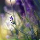 Фотография Цукановой Марии
