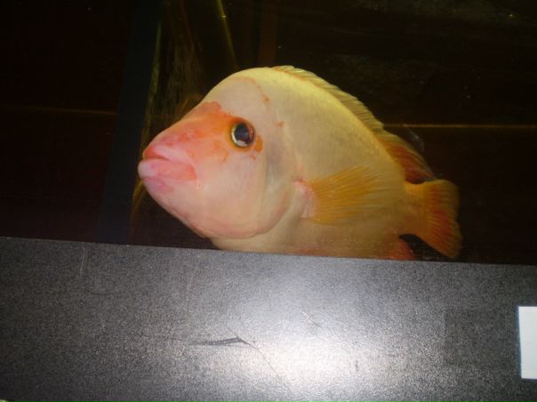 Артем Дмитренко фото №1