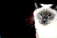 Фотография Шайдулиной Дани