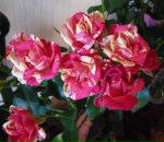 Фотография Морозовой Марии