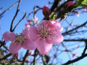 Фотография Шаненковой Дашули