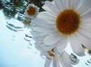 Adela Dúlindwen фотография #9 (источник - https://vk.com/id164444572)