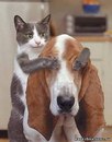 Фотография Свою Собачка