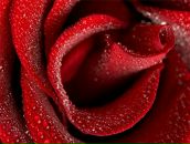 Фотография Мастер Маникюры Ирины Сияй