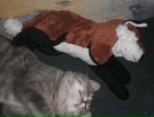 Фотография Печенкиной Екатерины