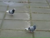 Фотография Тюкачевой Виктории