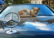 Фотография Червова Алексея