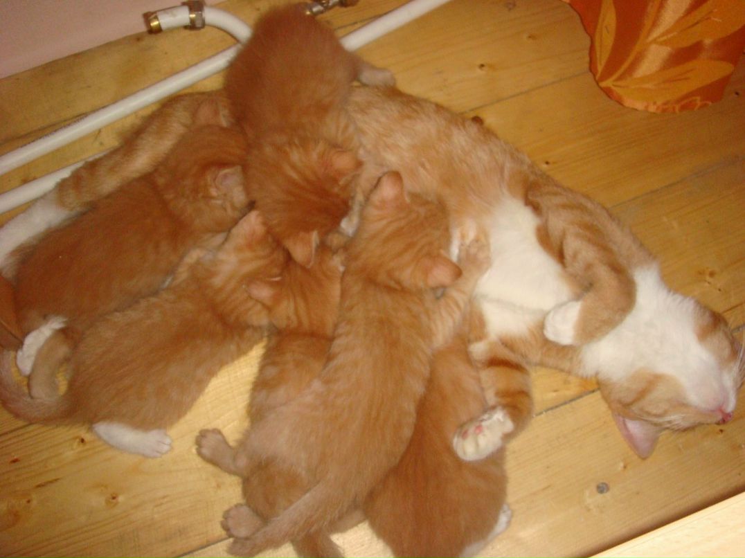 Оля Хапцова фотография #22