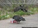 Діма Горщар фотография #3 (источник - https://vk.com/id175929114)