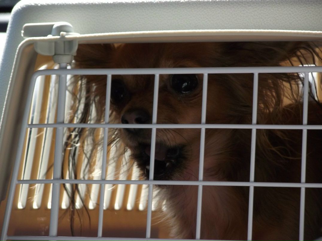 Аня Грищенко фотография #35