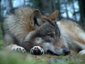 Фотография Федосова Александра