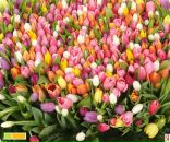 Надежда Троценко фотография #19 (источник - https://vk.com/id2801822)