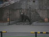 Игорь Сысоев фотография #13 (источник - https://vk.com/id168505)