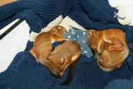 Фотография Селиваненко Наталии